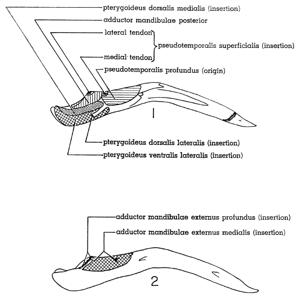 Fig. 1. Medial view of left ramus of lower mandible of Mourning Dove. × 2-1/2.  Fig. 2. Lateral view of right ramus of lower mandible of Mourning Dove. × 2-1/2.