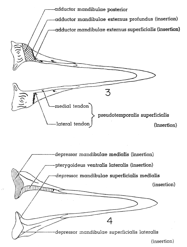 Fig. 3. Dorsal view of lower mandible of Mourning Dove. × 2-1/2.  Fig. 4. Ventral view of lower mandible of Mourning Dove. × 2-1/2.