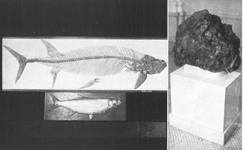 By permission of the American Museum of Natural History  A sixteen-foot fossil fish from Cretaceous of Kansas, with a modern tarpon