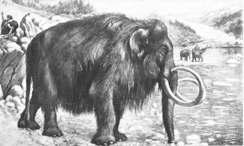 By permission of the American Museum of Natural History  Restoration of a Siberian mammoth, Elephas primogenius, pursued by men of the old stone age of Europe. Late Pleistocene epoch