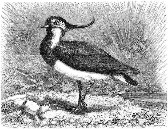 Kievit (Vanellus cristatus). 1/3 v. d. ware grootte.