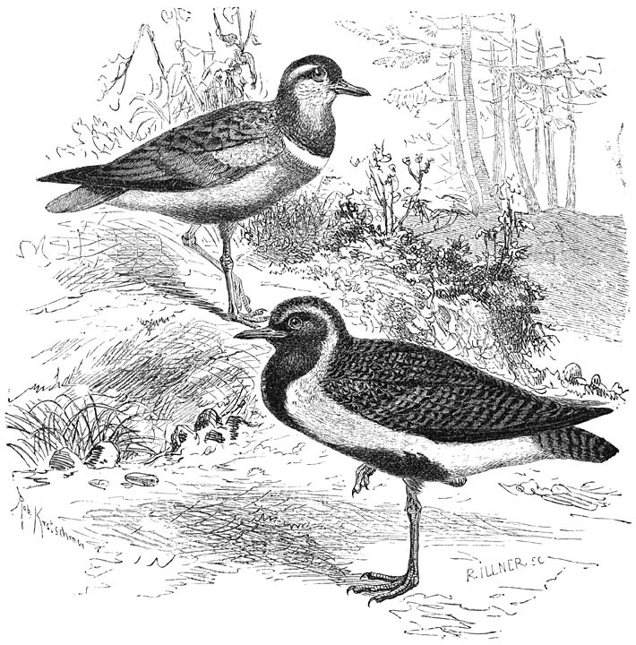 1) Morinelpluvier (Charadrius morinellus), 2) Goudpluvier (Charadrius pluvialis). 1/3 v. d. ware grootte.