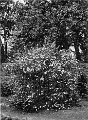 PEARL BUSH (Exochorda grandiflora) SHOWING ITS NATURAL BEAUTY.