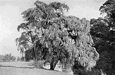 BABYLONIAN WILLOW BY WATERSIDE (Kew).