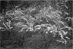 TAURIAN TAMARISK (Tamarix tetrandra), IN FLOWER.