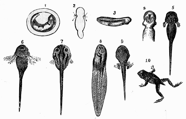 Hatching and progress of the young frogs