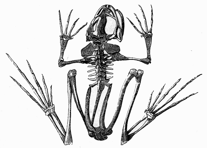 SKELETON OF A FROG