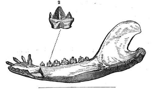 Phascolotherium Bucklandi,