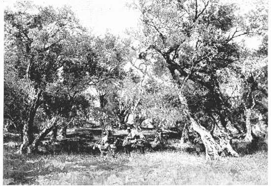 OLIVE GROVE, CORFU