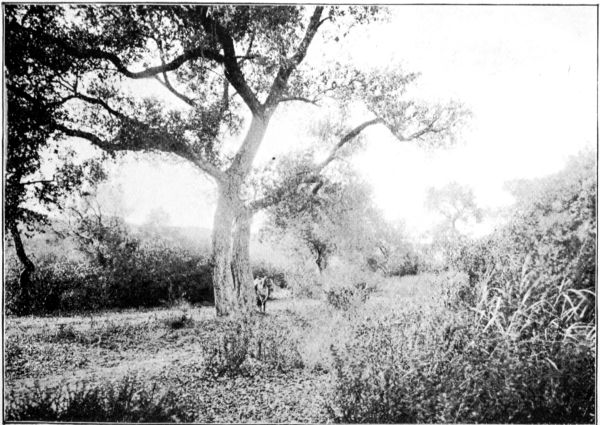 MOUNTAIN BILLY UNDER THE GNATCATCHER'S OAK