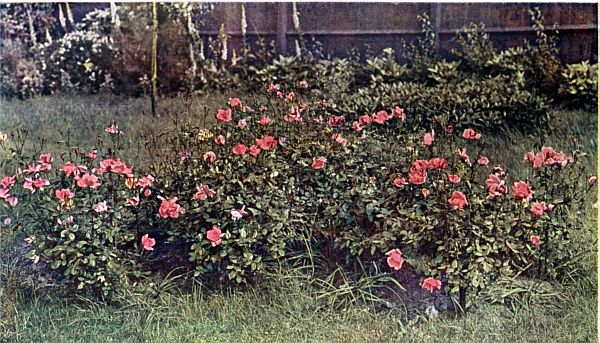 Single Hybrid Tea. IRISH GLORY.