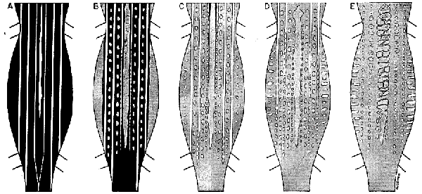 Diagrammatic representation of ontogenetic change in color pattern in Cnemidophorus sacki zweifeli