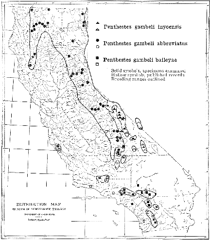 Distribution of the races of the Mountain Chickadee