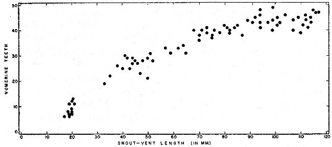 Fig. 2. Correlation between the number of vomerine teeth and snout-vent length in 79 Pseudoeurycea belli from Michoacán.