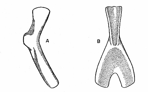 Fig. 5. Synaptotylus newelli (Hibbard). A, ceratohyal, lateral (?) view, based on K. U. nos. 11429 and 11457, × 5. B, urohyal, based on K. U. no. 11457, × 5.