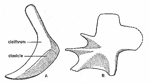 Fig. 6. Synaptotylus newelli (Hibbard). Paired fin girdles. A, pectoral girdle, lateral view, based on K. U. no. 11433, × 3.5. B, pelvic girdle basal plate, medial (?) view, based on K. U. no. 788, × 8. Anterior is toward the left.