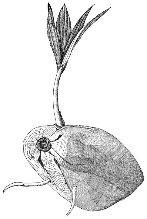 Fig 3.—Germination of cocoanut.