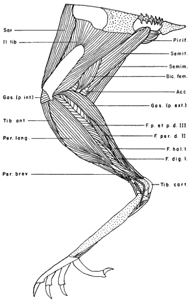 Superficial Leg Muscles