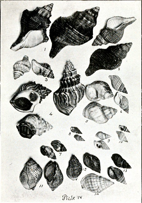 PLATE IV.