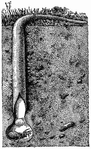 Fig. 14.—English Atypus in Her Burrow.