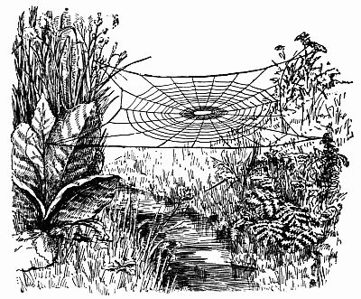 Fig. 131.—The "Bridge That Tetragnatha Had Builded."