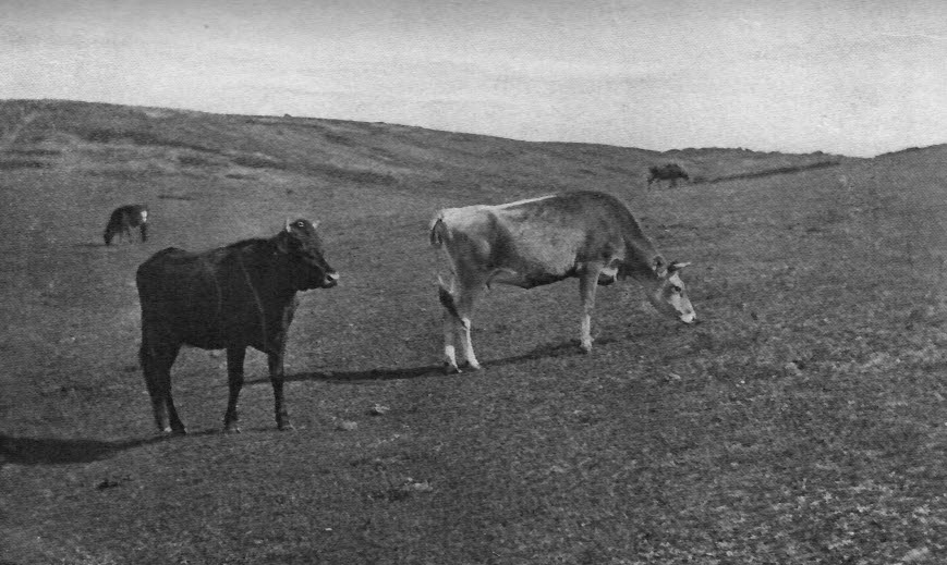 A herd of cows