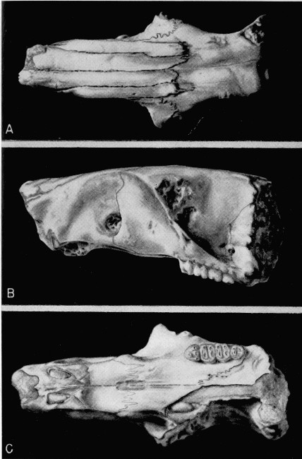 Plate 2. Heliscomys tenuiceps. Univ. Kans. Mus. Nat. Hist., Vert. Paleo. Coll. No. 7702. A, dorsal view; B, lateral view; C, ventral view. All views approximately × 5.