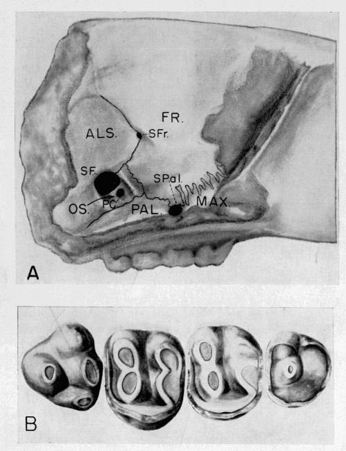 Plate 3. Heliscomys tenuiceps. Univ. Kans. Mus. Nat. Hist., Vert. Paleo. Coll. No. 7702. A, lateral view of right side of skull showing structures in orbital area. ALS, alisphenoid. FR, frontal. MAX, maxillary. OS, orbitosphenoid. PAL, palatine. PC, presphenoid canal. SF, sphenoidal fissure. SFr, sphenofrontal foramen. SPal, sphenopalatine foramen. Approximately × 9.3; B, occlusal view of P4-M3. Approximately × 23.4.