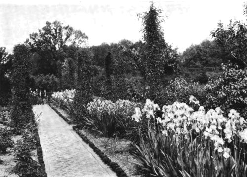 A BRICK-PAVED PATH FLANKED BY MANY-HUED IRIS