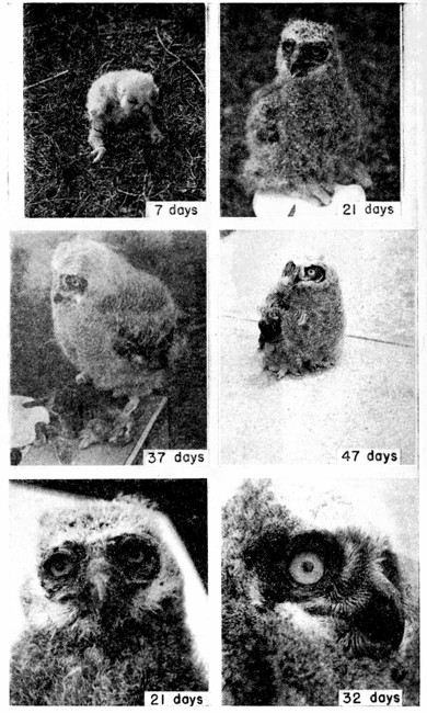 Fig. 4. Young Great Horned Owl hatched in 1946. The two lower pictures show the developing facial mask. Photographs by João Moojen.