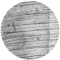 cross-section