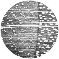 cross-section