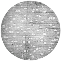 cross-section