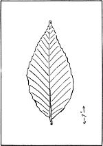 leaf