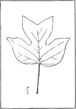 leaf