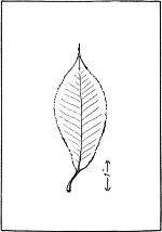 leaf