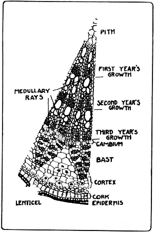 Diagram of Cross-section of Three Year Old Stem of Basswood.