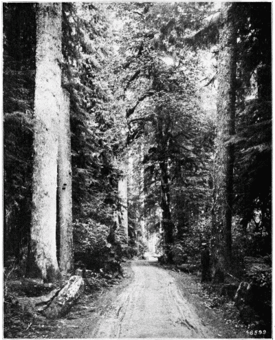 Virgin Forest of Red Fir, Red Cedar, Western Hemlock, and Oregon Maple