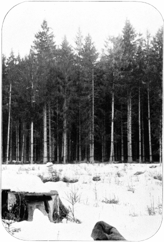 The Forest Cover. Spruce Forest, Bavaria, Germany.