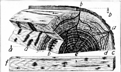 Work of Ambrosia Beetles in Oak.