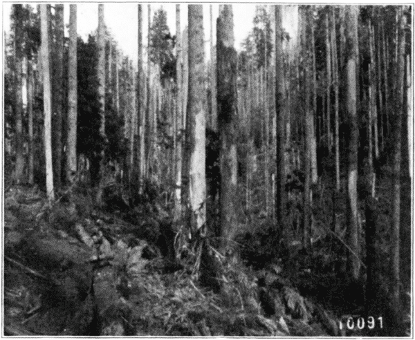 Hemlock Killed by Buprestid Worms. Hoquiam, Washington.