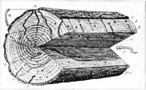  Work of Timber Worms in Oak.