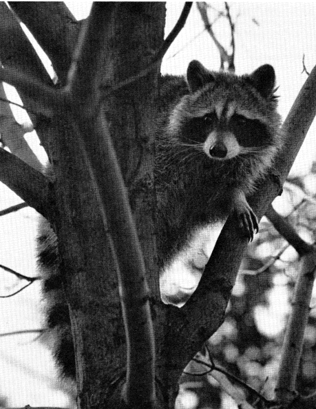 North American raccoon