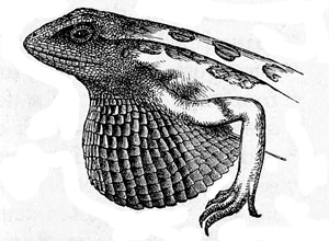 Fig. 33. Sitana minor. Male, with the gular pouch expanded (from Günther’s ‘Reptiles of India’).