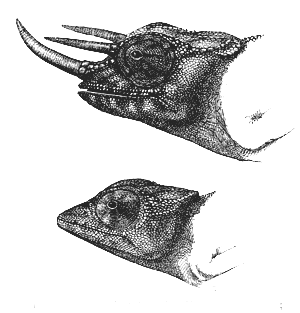 Fig. 36. Chamæleon Owenii. Upper figure, male; lower figure, female.