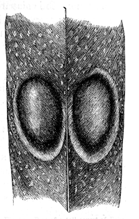 Fig. 54. Part of a tail-covert of Polyplectron chinquis, with two oval ocelli of nat. size.