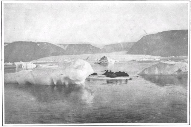 MAN'S PREY OF THE ARCTIC SEA