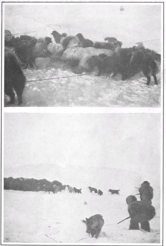 THE CAPTURE OF A BEAR ROUNDING UP A HERD OF MUSK OXEN