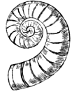 Fig. 8. Spirula.