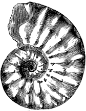 Ammonites various (from the chalk).